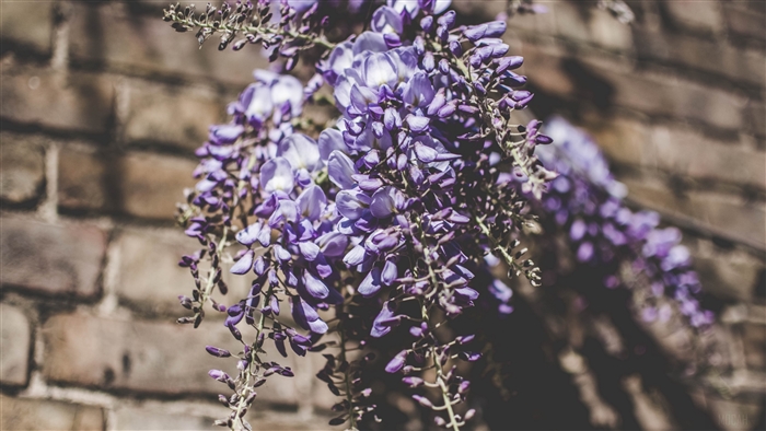 Purple Wisteria Flowers on Brick Wall 4K