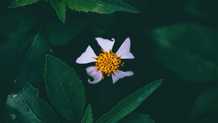 Close-up of a white flower with yellow center