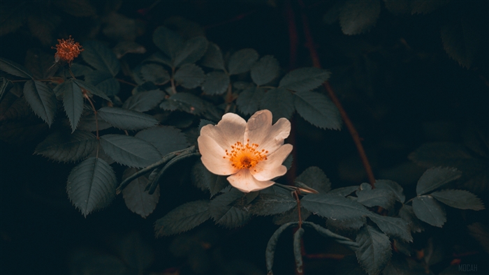 Wild rose bush with leaves 4K