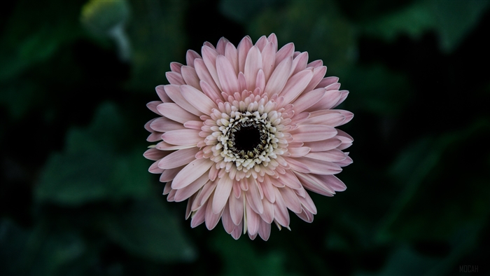 Pink Gerbera Daisy Flower 4K