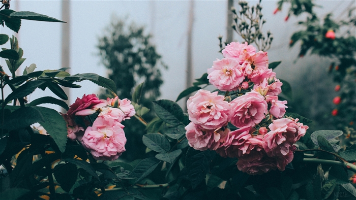 Pink Roses Bush in Greenhouse 4K