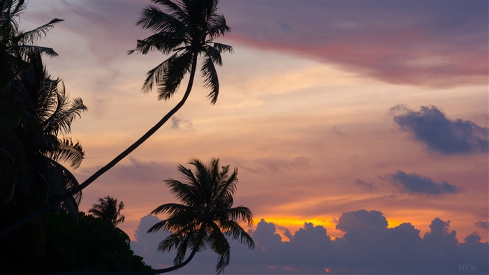 Maldivian Sunset with Palm Trees 4K
