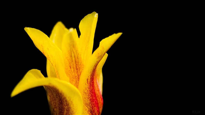 Yellow and red tulip bud 4K