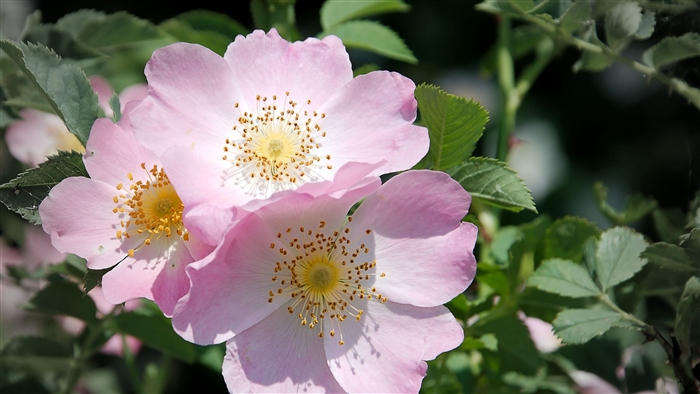 Pink wild roses with green leaves 4K