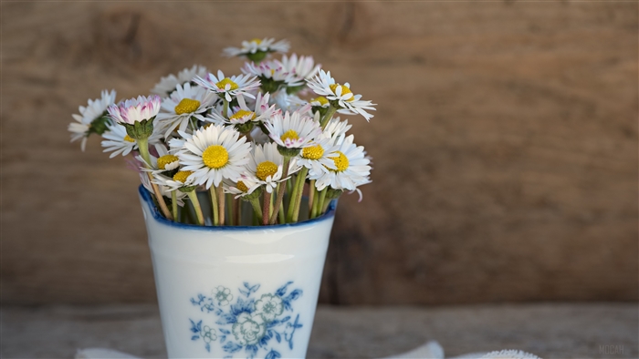 Daisies in a vase with blue floral pattern, 4K