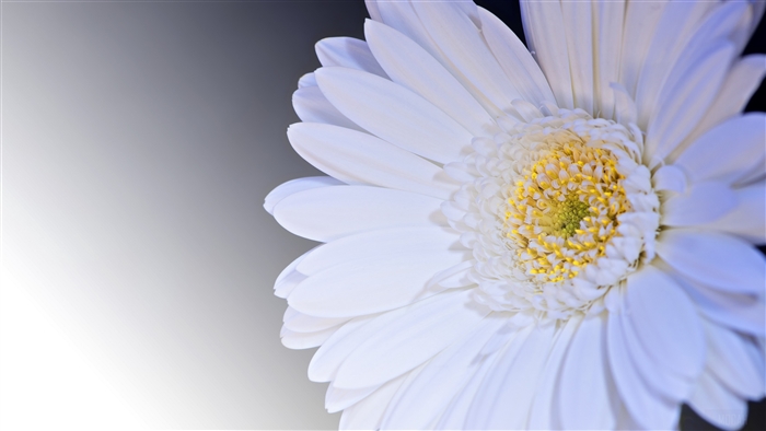 White Gerbera Flower Close-up 4K