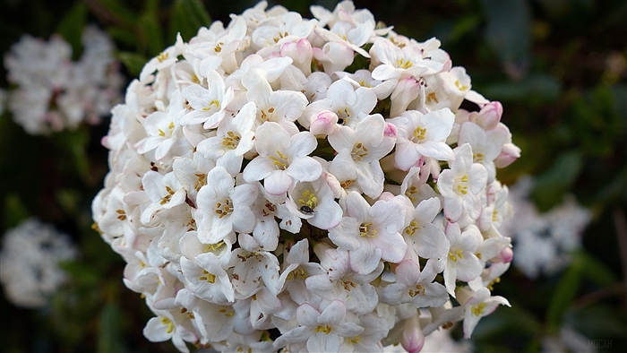 Close-up of a cluster of white flowers with pink buds