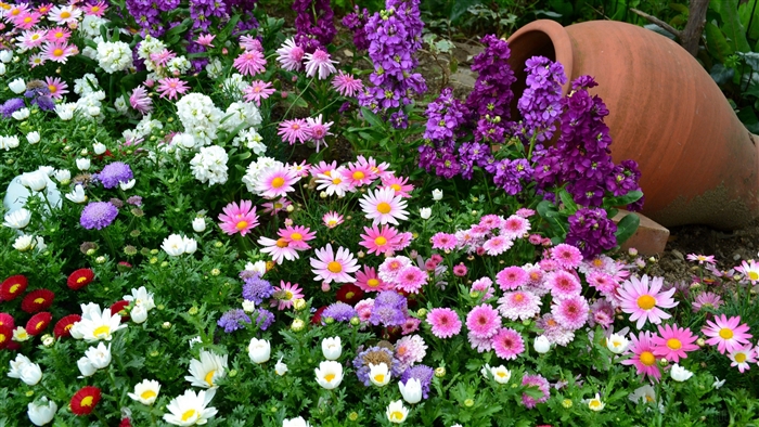 Flowerbed with various flowers and a terracotta vase