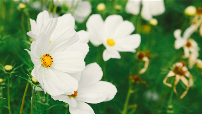 White cosmos flowers in a field, 4K