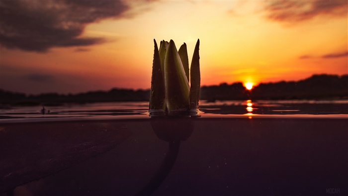 Water lily bud at sunset 4K
