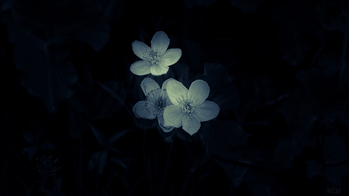 Three white flowers in dark macro 4K