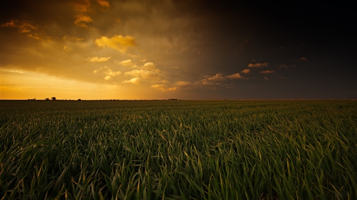 Sunset over a field of grass