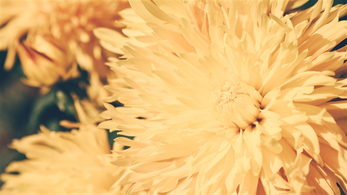 Close-up of bright yellow chrysanthemum petals