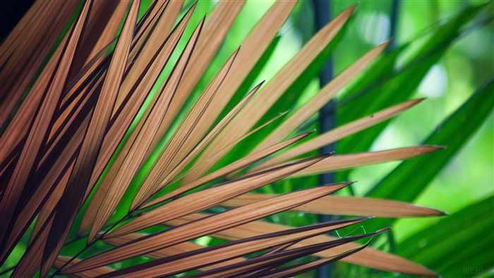 Close-up of Brown and Green Palm Leaves 4K