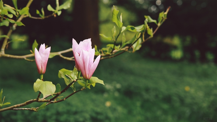 Pink Magnolia Flowers Blooming on Branches in a Garden 4K
