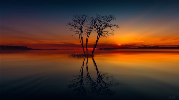 Trees reflected in lake at sunset