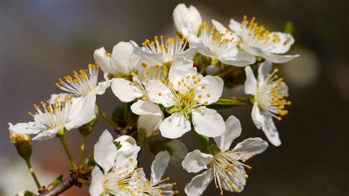 White cherry blossoms on a branch in spring 4K