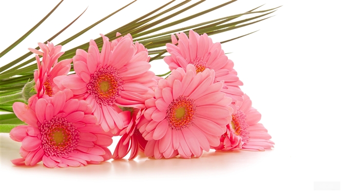 Pink Gerbera Flower Bouquet with Green Leaves