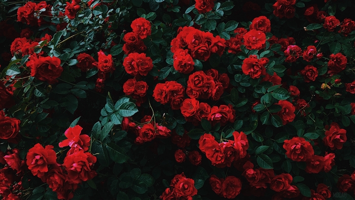 Red roses bush in bloom 4K