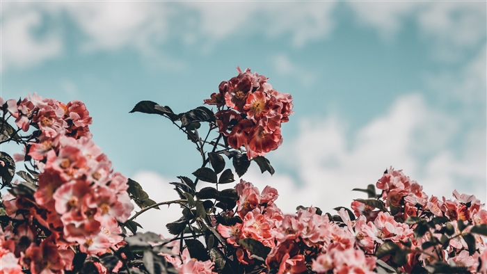 Pink flowers blooming against a blue sky