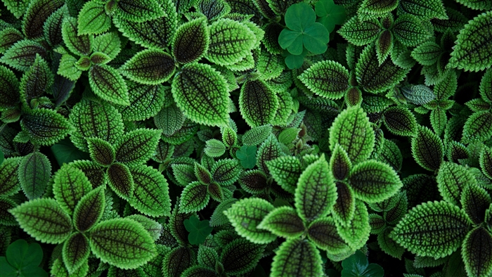Green Leaves