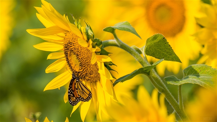 Monarch butterfly on a sunflower in 4K