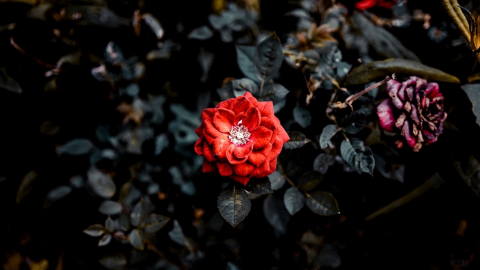 Red rose and withered rose in a garden 4K