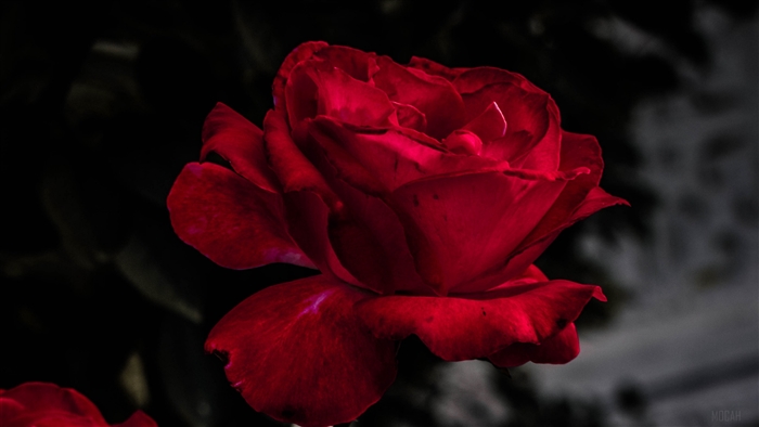Red Rose in 4K
