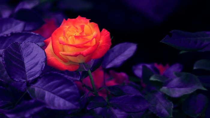 Vibrant Orange Rose Amid Purple Leaves