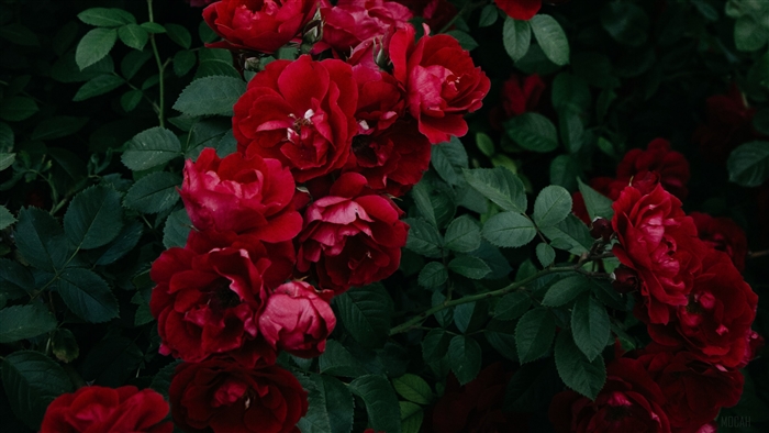 Vibrant Red Roses in Lush Green Garden
