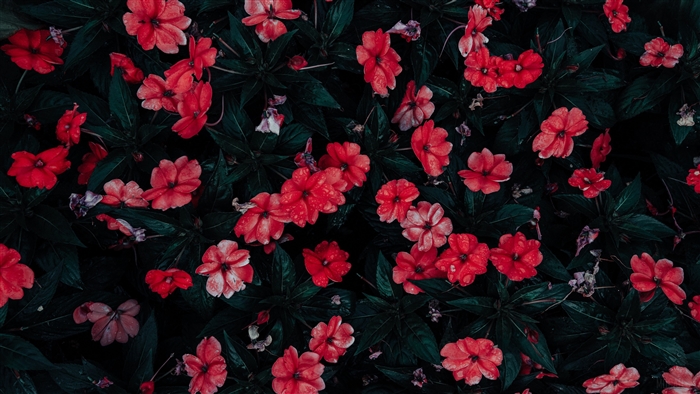 Red flowers with water drops on dark green leaves