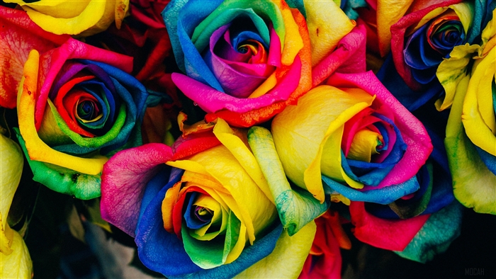 Colorful rainbow roses 4K