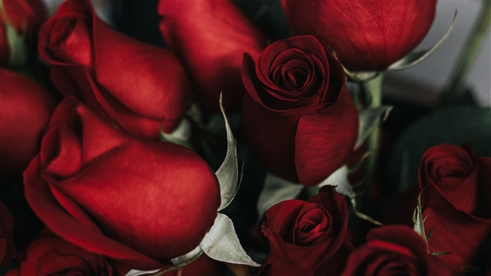 Red roses bouquet 4K