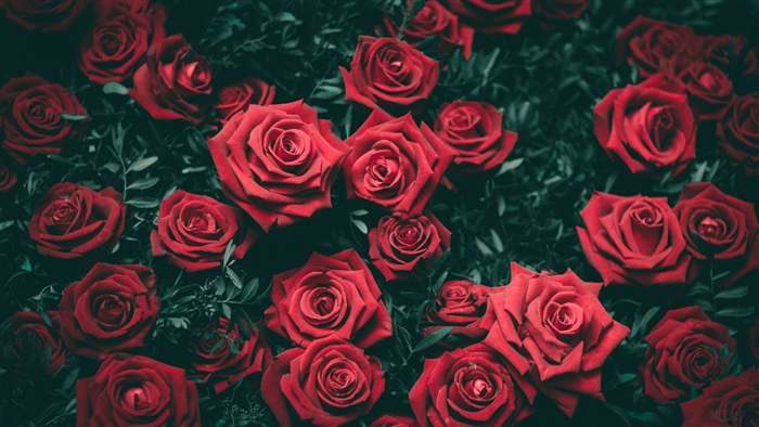 A close-up view of red roses in 4K