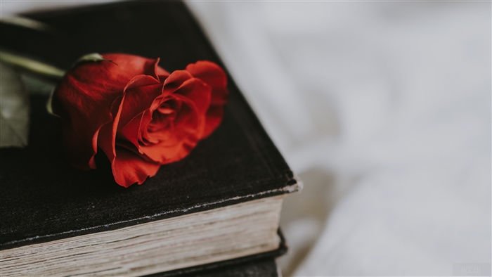 Red rose on a stack of old books