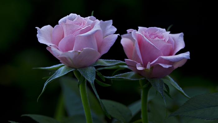 Delicate Pink Roses in Soft Light
