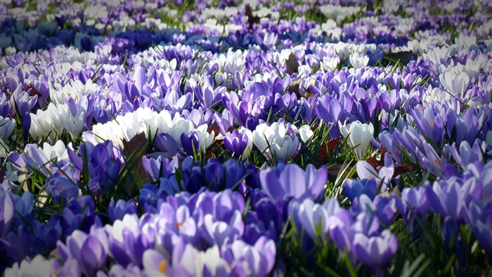 Field of purple and white crocuses in 4K