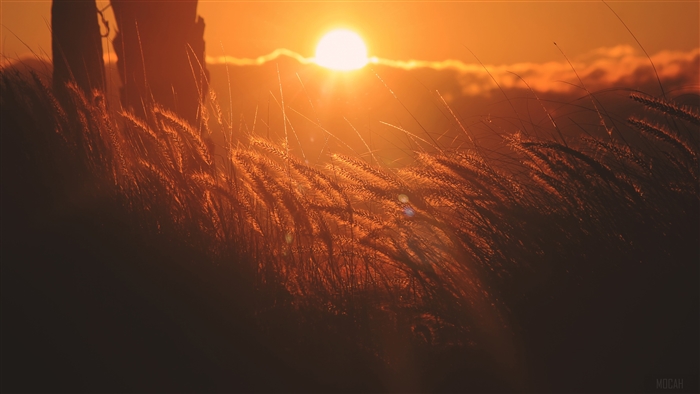 Sunset over a corn field
