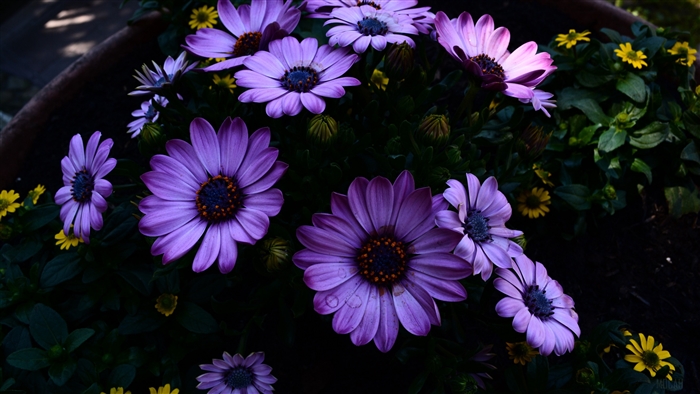 Purple Osteospermum flowers in a flowerbed