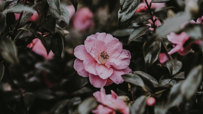 Pink camellia flower among dark leaves 4K