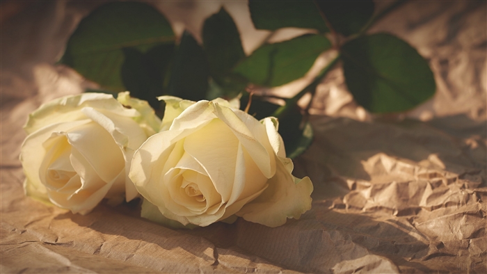 Two white roses on crumpled paper