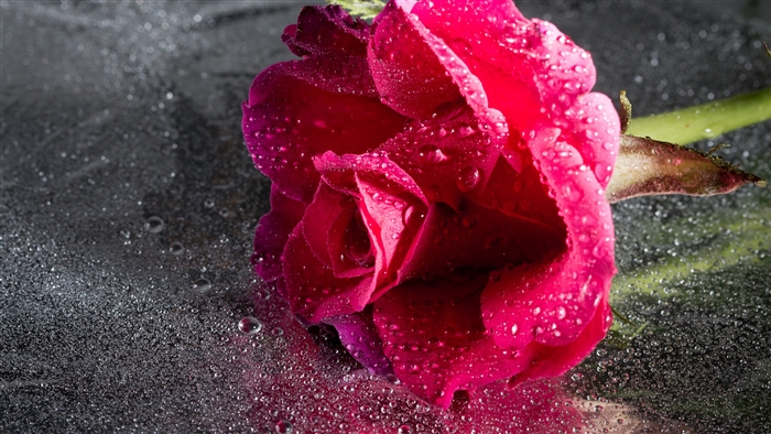 Close-up of a pink rose with water drops