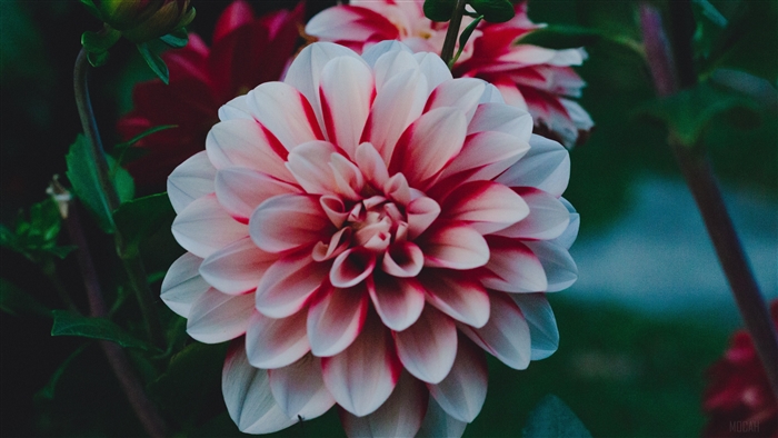 Dahlia Rebeccas World flower with red and white petals