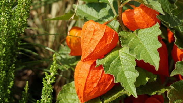 Physalis berries on a twig