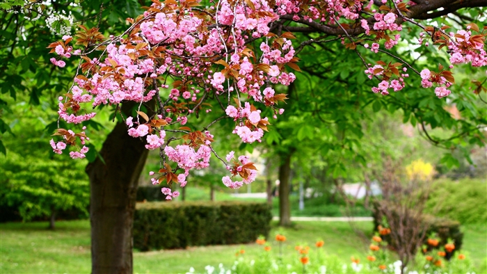 Pink cherry blossoms in a park in spring