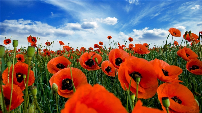 Field of red poppies under a blue cloudy sky 4K