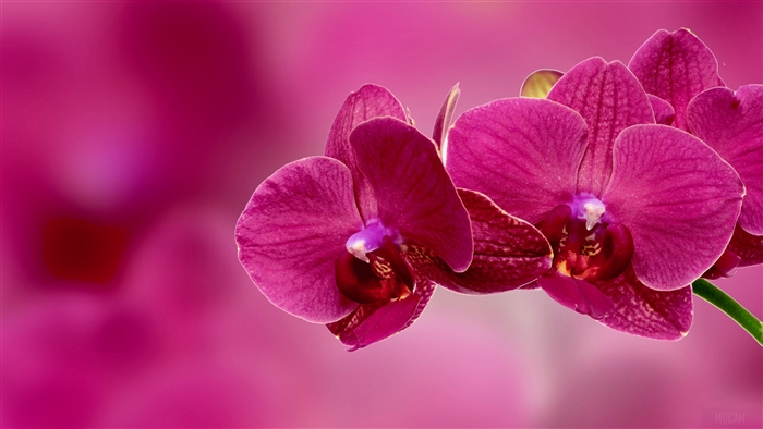 Pink orchids with a blurred pink background 4K