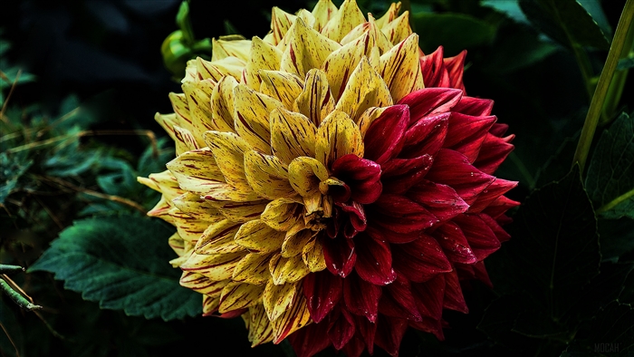 Bicolored Dahlia flower with red and yellow petals