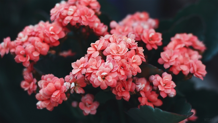 Pink Kalanchoe flowers in bloom, 4K