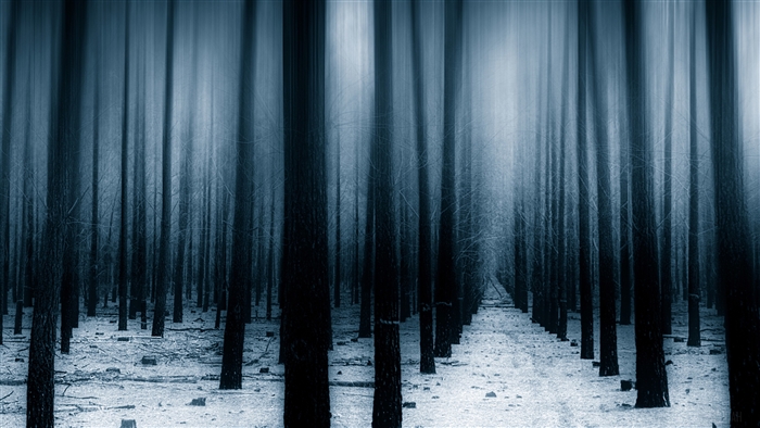 Dark Forest in Winter with Snow 4K